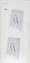 2026AP14724A11-1 macro